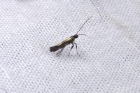 Euspilapteryx auroguttella
