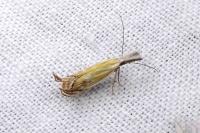Holoscolia huebneri