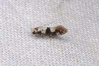 Infurcitinea atrifasciella