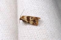 Phalonidia contractana