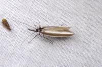 Pleurota aristella
