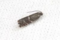 Cydia cosmophorana