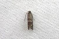 Cydia cosmophorana