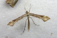 Platyptilia