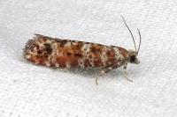 Rhyacionia pinivorana