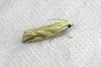 Thiodia citrana