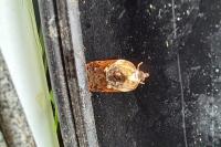 Acleris variegana
