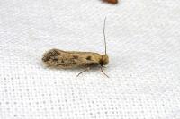Anomalotinea liguriella