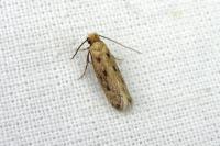 Anomalotinea liguriella