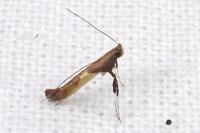 Caloptilia