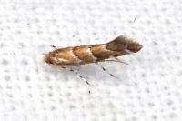 Cameraria ohridella