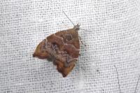 Choreutis nemorana
