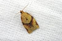 Clepsis consimilana