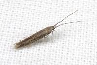 Coleophora