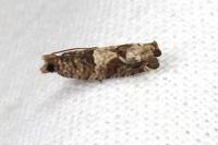 Crocidosema plebejana