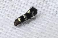 Elachista gleichenella