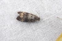 Endothenia gr. gentianaeana