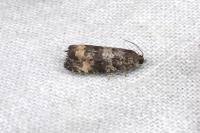 Endothenia gr. gentianaeana