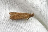 Helcystogramma lutatella