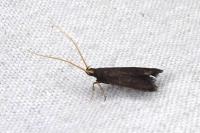 Lecithocera nigrana