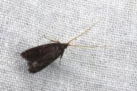 Lecithocera nigrana