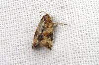 Lobesia botrana