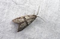 Penestoglossa dardoinella