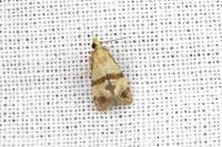 Phalonidia contractana