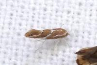 Phyllonorycter millierella