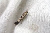 Scythris limbella