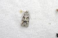 Symmoca signatella