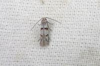 Symmocoides oxybiella