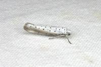 Yponomeuta rorrella