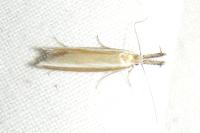 Pleurota aristella