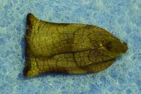 Archips podana