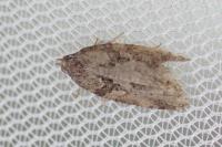 Cnephasia stephensiana