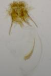 Cnephasia stephensiana