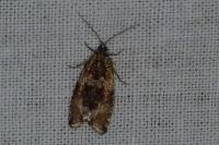 Celypha lacunana