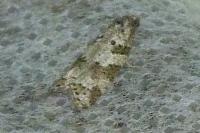 Cnephasia
