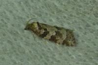 Cnephasia