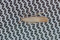 Coleophora salicorniae