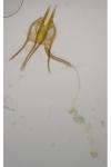 Coleophora salicorniae
