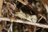 Aethes williana