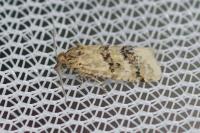 Aethes williana