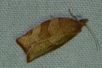 Pandemis cerasana