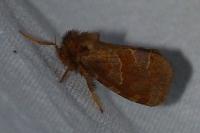 Phymatopus hecta