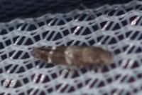 Mompha subbistrigella
