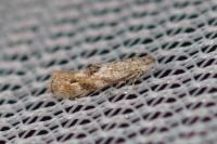 Bucculatrix bechsteinella
