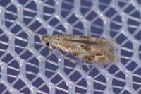 Bucculatrix bechsteinella
