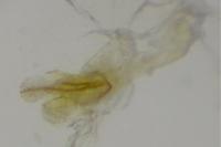 Bucculatrix bechsteinella
